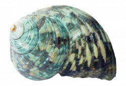 sea ocean shell png - Free PNG Images | TOPpng