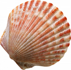 Seashell PNG HD #24623 - Free Icons and PNG Backgrounds