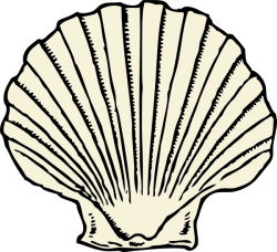 Scallop Shell clip art Free vector in Open office drawing ...