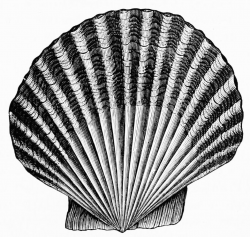 File:PSM V49 D563 Scallop shell.jpg - Wikimedia Commons ...