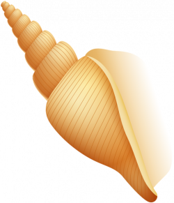 Beach Sea Shell PNG Clip Art Image | Gallery Yopriceville - High ...