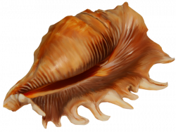 Conch PNG images free download