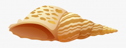 Sea Shell Png Clip Art - Sea Shell Clipart Png #49717 - Free ...