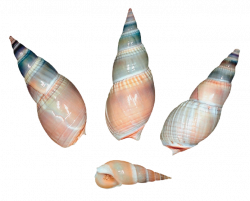 Sea Snail Shells PNG | Gallery Yopriceville - High-Quality Images ...
