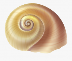 Snail Pencil And In Color - Transparent Background Shells ...