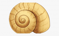 Snail Clipart Seashell - Seaside Shell #755368 - Free ...