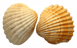 shell file png - Free PNG Images | TOPpng
