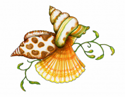 Seashell Shell Clip Art Black And White Sea Clipart - Sea ...