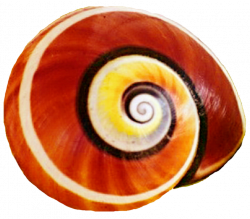 Snail shell clipart - Clipground