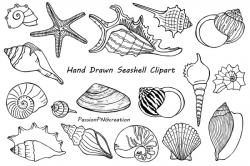 Hand Drawn Seashell Clipart, Shell clip art, Digital Stamps ...