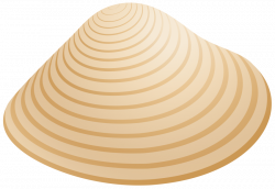 sea shell png - Free PNG Images | TOPpng