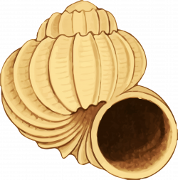 Clipart - Sea shell 38