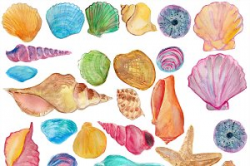 Shells watercolor clip art ~ Illustrations ~ Creative Market