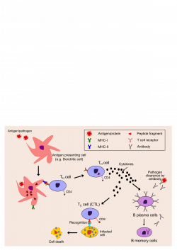 Images of Immune System Clipart - #SpaceHero