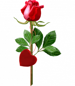 Valentine Red Rose PNG Pictures and Clipart