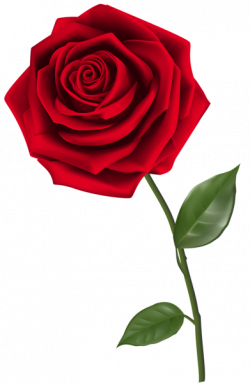 Single Red Rose PNG Clipart Image | Цветы | Pinterest | Single red ...