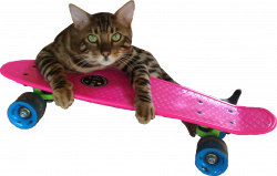 cat funny funnycat funnysticker pennyboard catonskatebo...