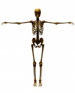 Human body skeleton clipart - crazywidow.info