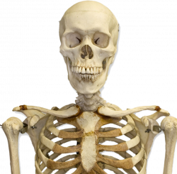 skeleton skelett - Sticker by biancawarner77