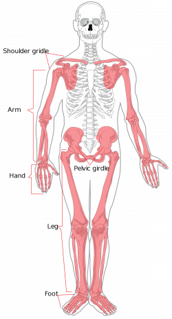 Perfect Wrist Bone Diagram Mold - Human Anatomy Images ...