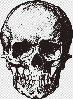 Skull Bone Human skeleton , Sketch style skull transparent ...