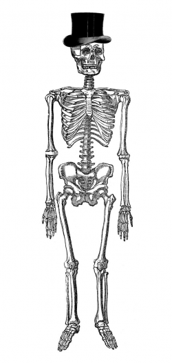 6 Vintage Anatomy Skeleton Images | HW graphic | Halloween ...