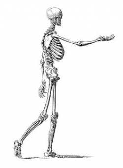Skeleton of Man ~ Free Vintage Halloween Clip Art ...