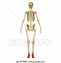 Drawing - Skeleton feet. Clipart Drawing gg77873996 - GoGraph