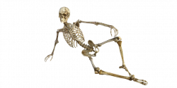 Картинки по запросу скелет фото | Исходники | Pinterest | Skeletons