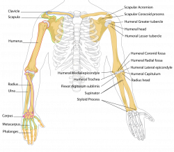 bones of the upper body - Google Search | study | Pinterest | Human ...