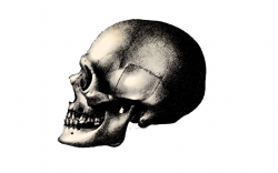 Free Skull Profile Cliparts, Download Free Clip Art, Free ...