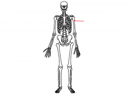 Download 1.2 1 skeletal system clipart Human skeleton Human ...