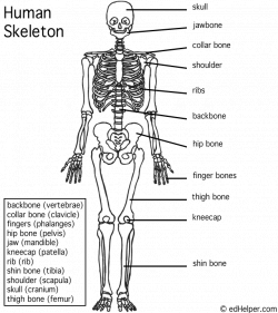 Human skeleton (with labels)