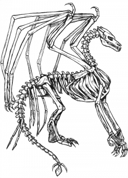Skeleton Coloring - Coloring Home