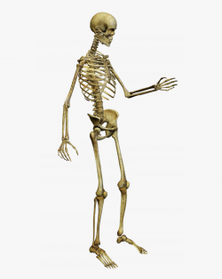Halloween Dancing Skeleton Clipart - Squelette Png #305034 ...