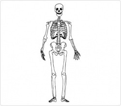 Free Skeleton Cliparts, Download Free Clip Art, Free Clip ...