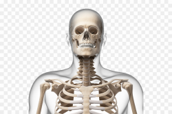 Human Skeleton Neck PNG Human Skeleton Skull Clipart ...