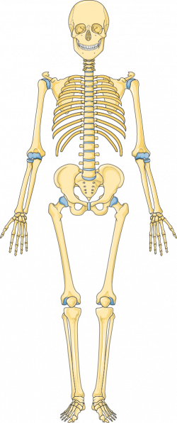 Medical specialties Archives - Page 59 of 69 - Servier Medical Art ...