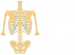 Lumbar Vertebrae Anatomy