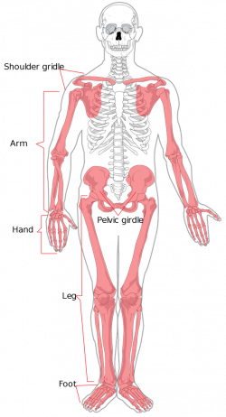 Exelent Bones Of The Arms Festooning - Anatomy And Physiology ...