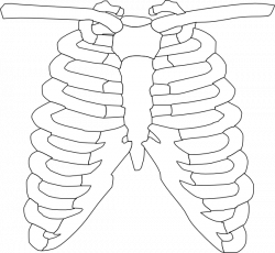 Skeleton Clipart torso - Free Clipart on Dumielauxepices.net