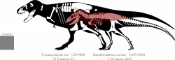 A Theory on the Evolution of Tyrannosaurus rex - Dinosaurs Forum