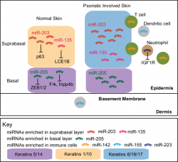 Localization of miRNAs in normal and psoriatic-involved skin. Normal ...
