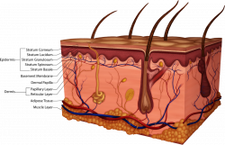 Structure and Function of the Skin