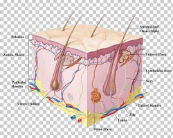 Human Skin Cell Epidermis Anatomy PNG, Clipart, Anatomy ...