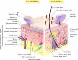 Fantástico Human Skin Anatomy Patrón - Anatomía de Las Imágenesdel ...