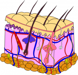 File:Skin anatomy.png - Wikimedia Commons