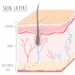 Crucial skin biology that every skincare user needs to know ...