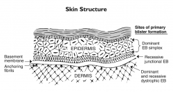 skin structure - /medical/anatomy/skin/skin_structure.png.html