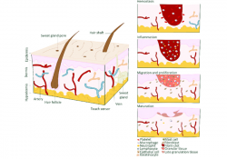 Skin structure and wound healing phases. | Download ...